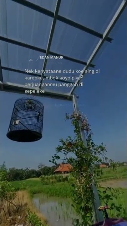 story wa//pecah seribu//edan manuk