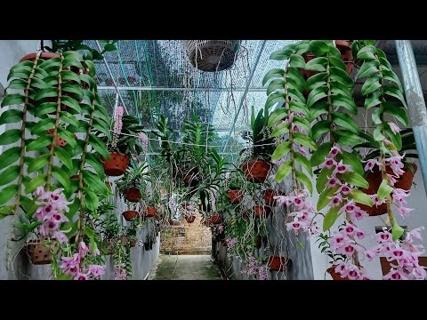 Video THU THUỲ: ÁM CỔ VĂN GIANG PHI ĐIỆP THÂN THỦ MẶT HOA... - youtube