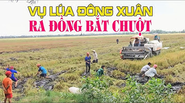 Gặt Lúa Đông Xuân Theo Máy Cắt Lúa Bắt Chuột Đồng Với Rắn Và Chim, Quê Hương Miền Tây, HQV