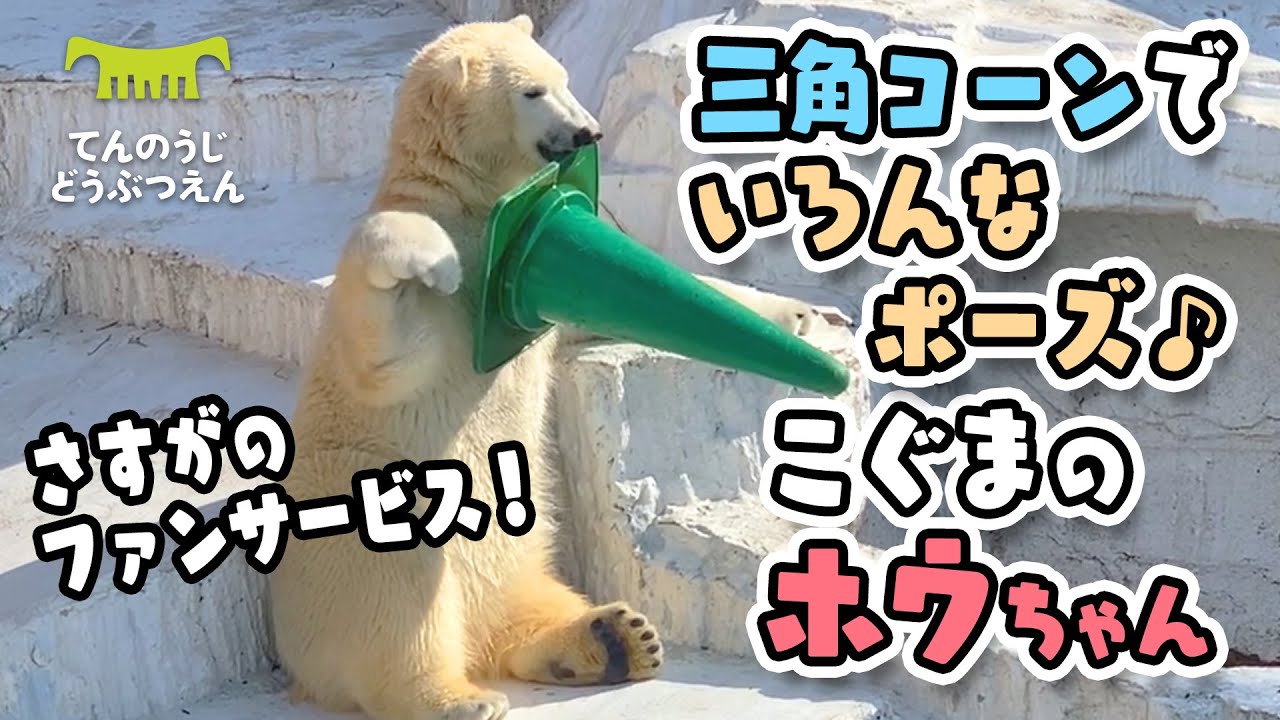 天王寺動物園】三角コーンでいろんなポーズ♪🐻‍❄️✨さすがのファン