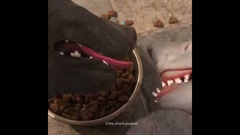 Shark Puppet gets attacked for trying to eat