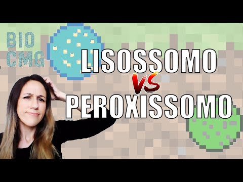 Vídeo: Qual é a relação entre lisossomos e vacúolos?