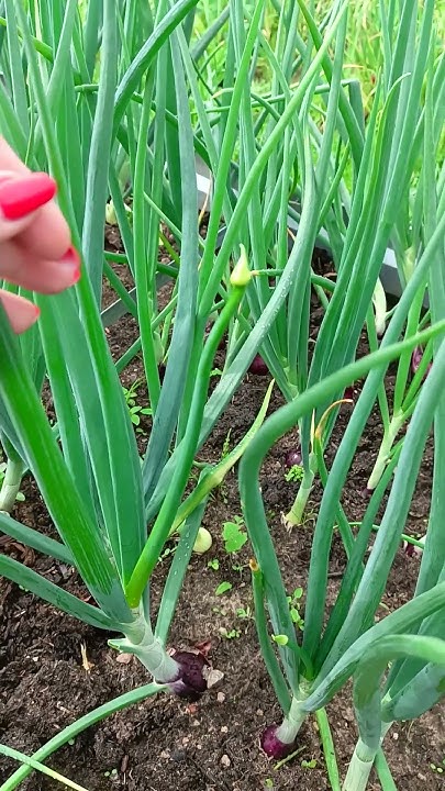 "Почему лук дал стрелку": 2 причины (продляем рост) - YouTube