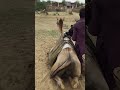 صورة هل ص ممت هذه الصورة أم أنها مجرد عمل فني عشوائي هل ترغبون بالحديث Animals Camel 1million 