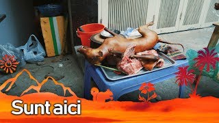 Vietnamezii mănâncă câinii vagabonzi!
