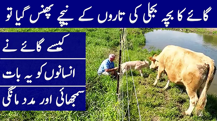 Intelligent Cow Asked This Man To Save Her Calf