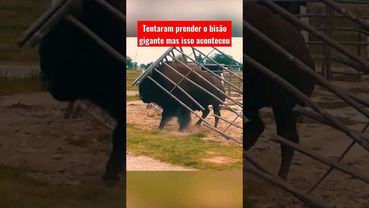 Bisão gigante arrebentando o cercado de ferro da fazenda