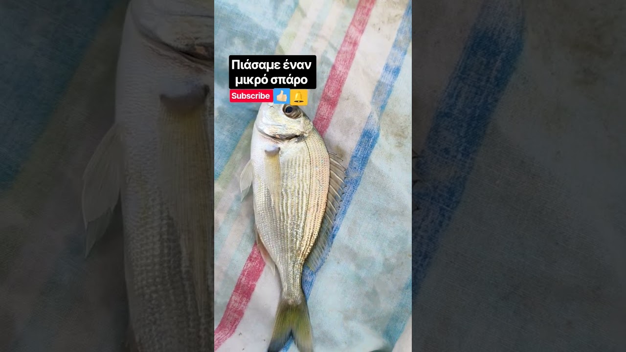 Πιάσαμε έναν μικρό σπάρο στο ψάρεμα (super Vaggy) super Vaggy #fish #fishing #fishingroad