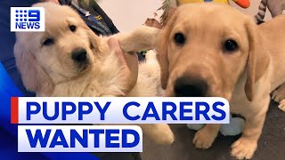 Urgent plea as puppy carers see drop in numbers | 9 News Australia