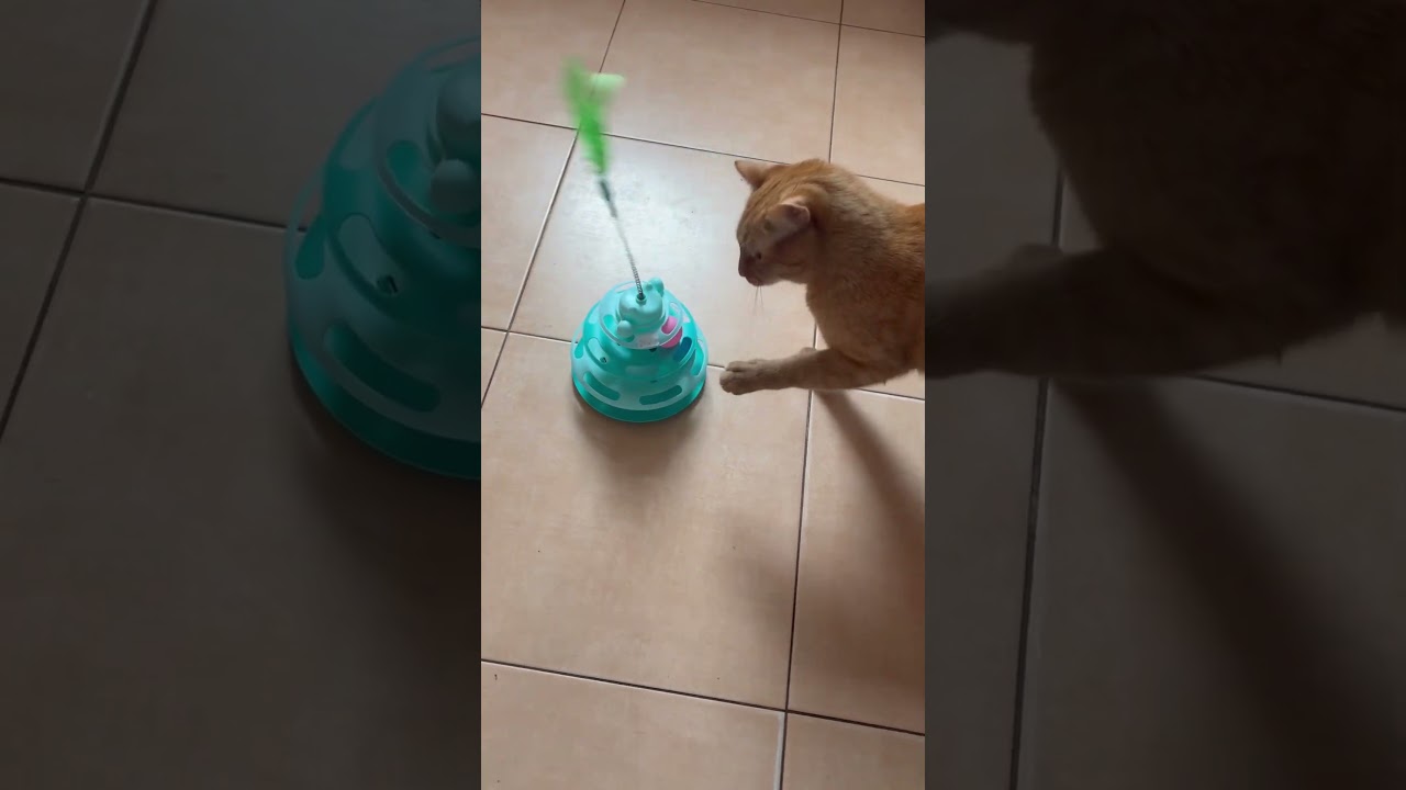 Во что играет ваш кот 🐈‍⬛ 