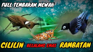 Full Tembakan Mewah Cilillin Belalang Emas Rambatan