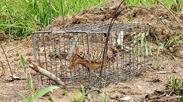 tiếng cút mồi kêu chuẩn 2023 cho anh em