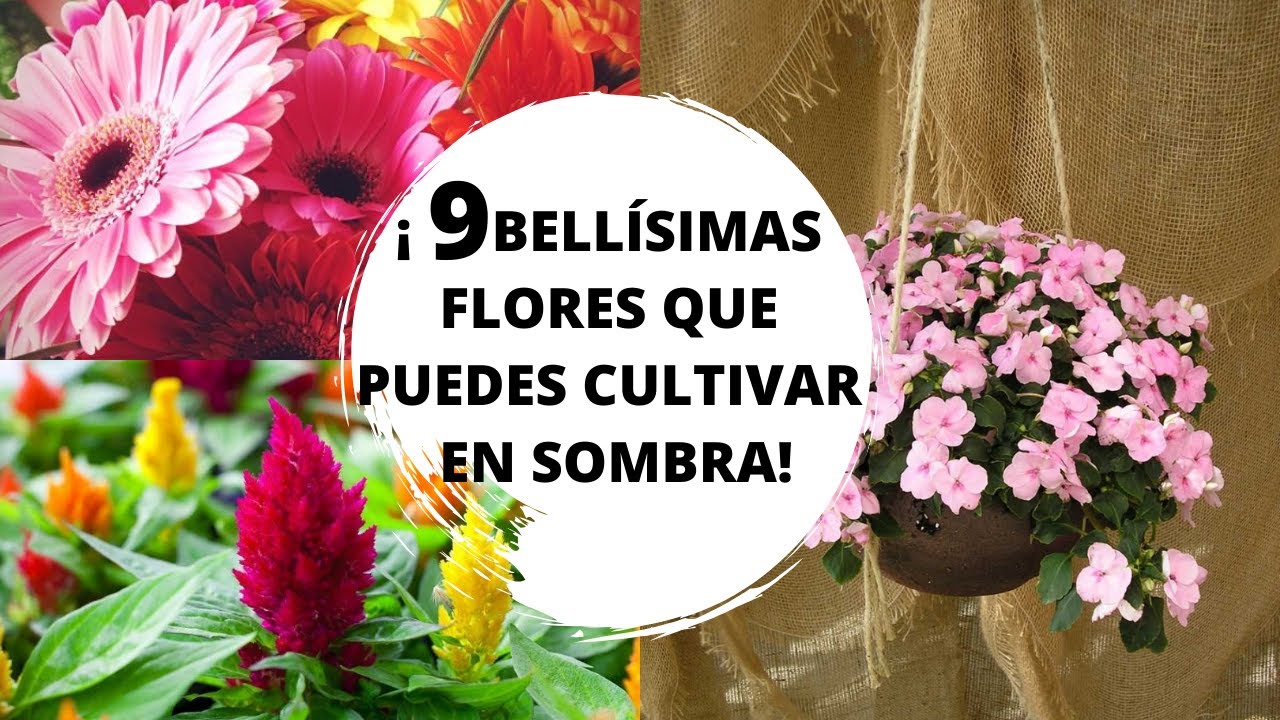 Flores de sombra / Plantas con flores de interior - YouTube