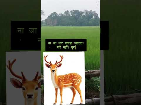 हिरण। बारह सिंघा। हिरण कैसा होते हैं। deer. how to deer.#farming #nature #deer #forrestfrank