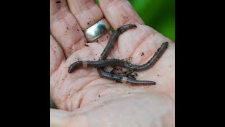 Asian Jumping Worms: A Research Update