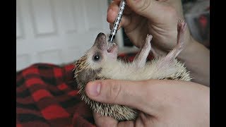 My Hedgehog is Dying...