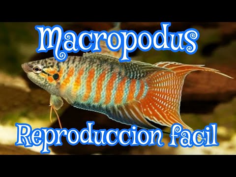 Video: Paraíso de la cría de peces