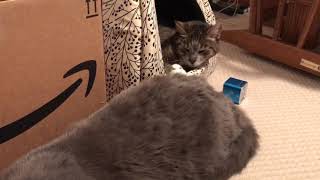 Pet Acoustics Feline Calming for Thunderstorms