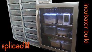 DIY Ball Python Incubator Build