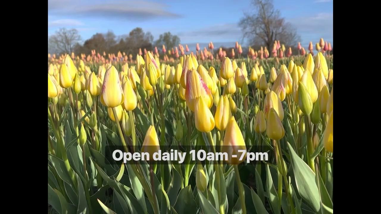 Wicked Tulips Preston CT Upick Tulip Farm YouTube