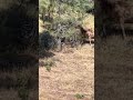 Cow elk having at look at my kayak! #elk #nature #wildlife #newshorts #shorts #viralshorts #short