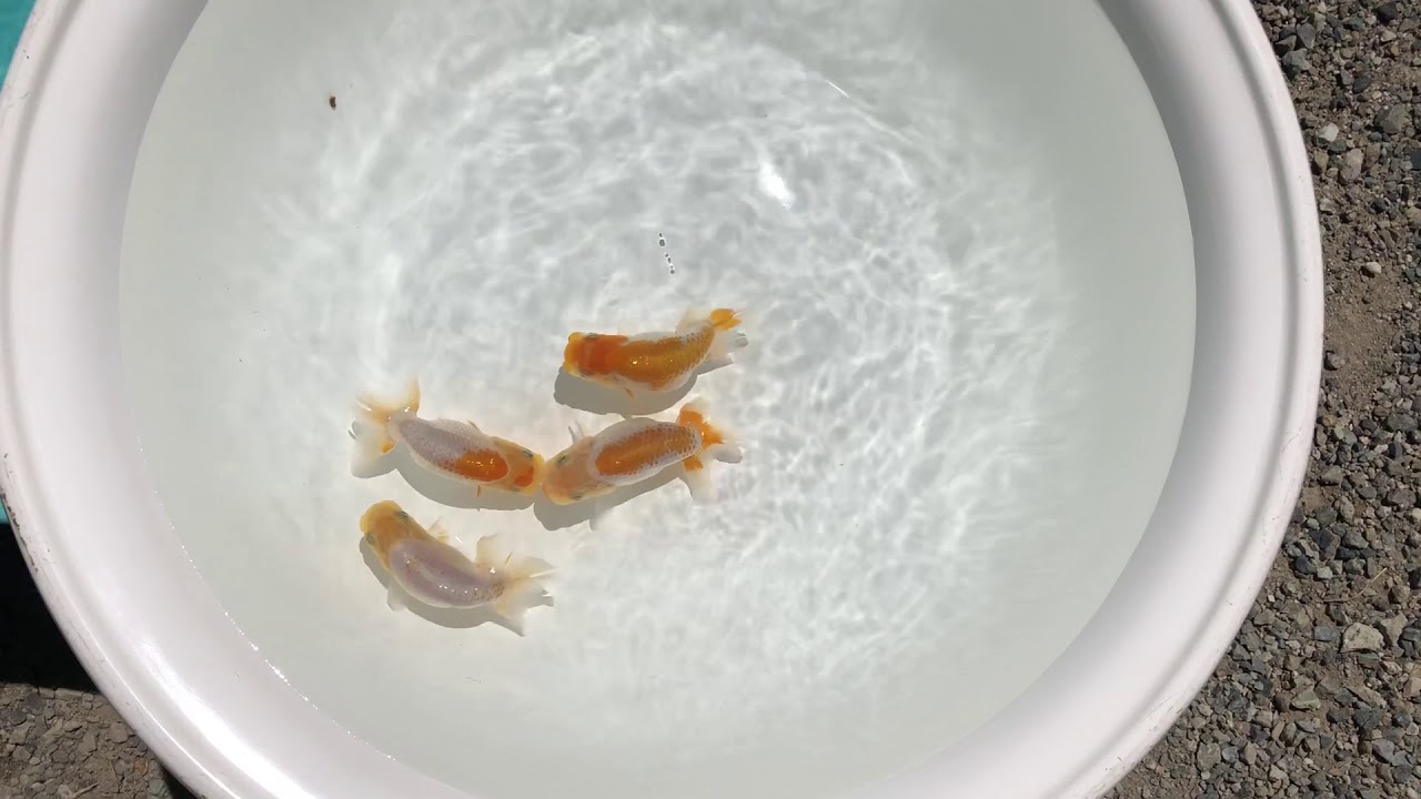 camera iphone 8 plus apk NO,1162