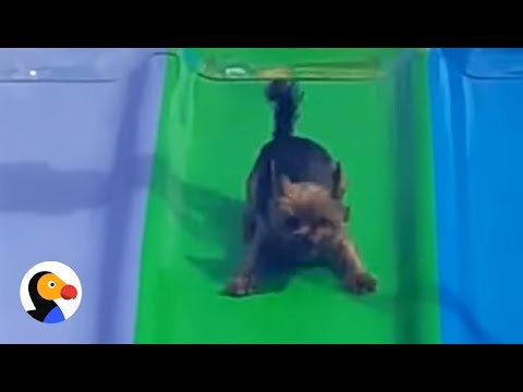 Dog Rides Slide Over and Over Again | The Dodo