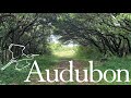 OBX's Pine Island Audubon Center Nature Trail Ride-through
