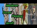 Kumpulan Masteran Burung Pelatuk Joss Gandos Suara Jernih Rapat Mp3 - Mp4 Download