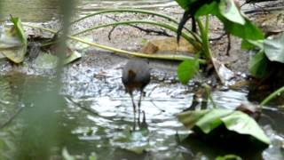 White breasted waterhen screenshot 4