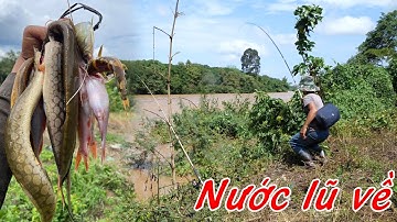 Đi "bào cá" mùa nước lũ sông Bé bắt toàn nhân sâm nước ✅