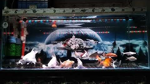 Cá Chép vượt thác mới hóa Rồng.Người vượt nghịch cảnh mới thành công...😗😗😗