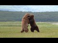 クマの迫力が伝わってくる動画