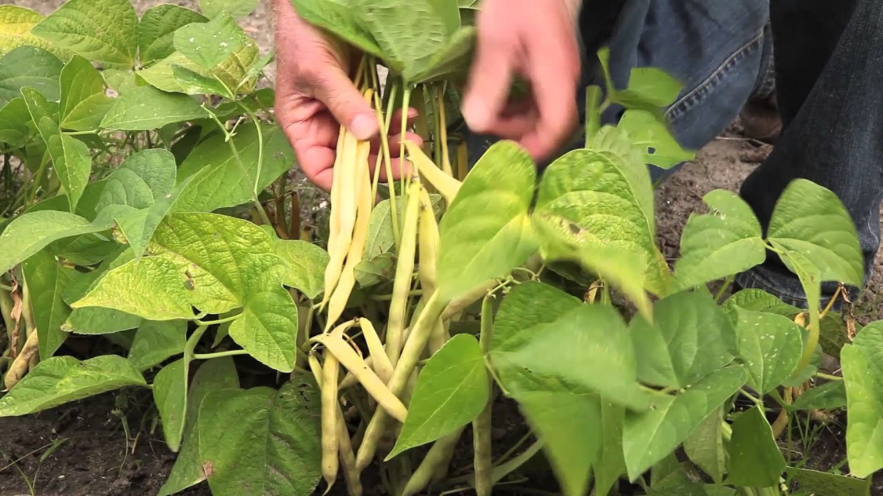 comment planter haricot blanc