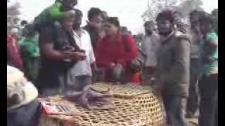 Sacrificios Para la Diosa Gadhimai en Nepal. Religiones, Sectas y sus Locuras Divinas. ATEÍSMO.