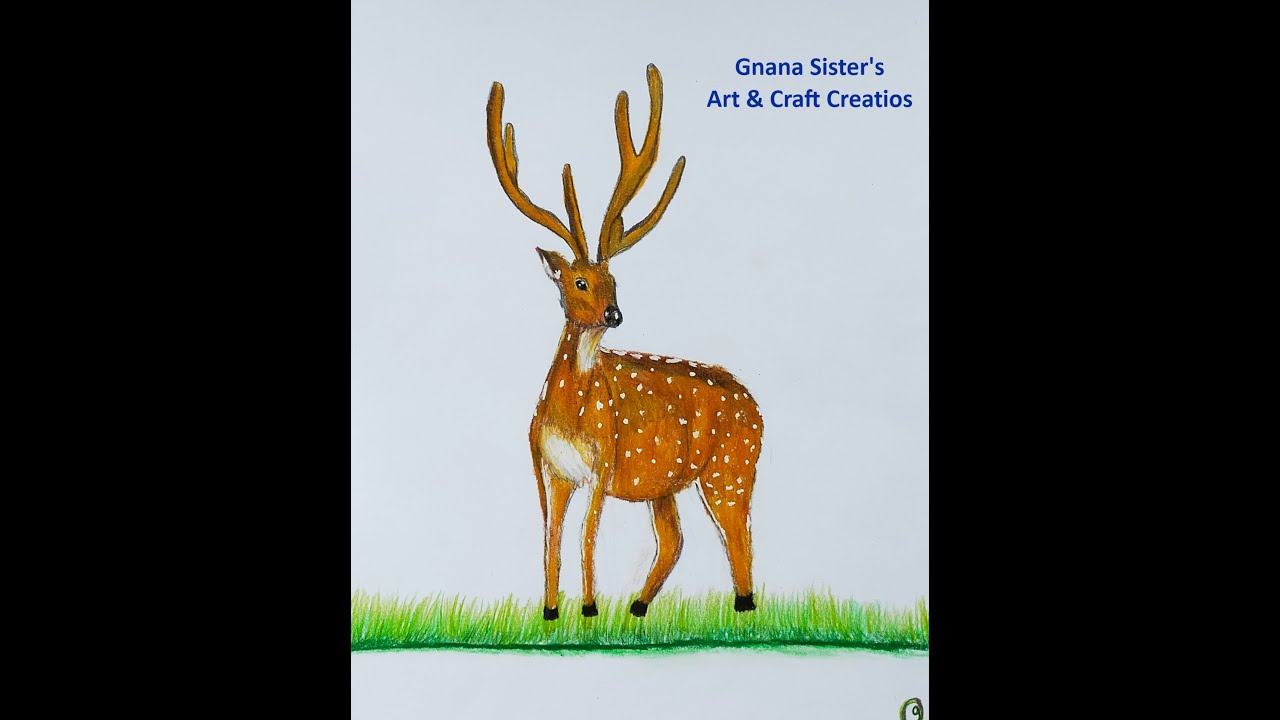 How to draw Deer color pencil sketch easy step by step for beginners 