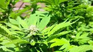 Outdoor Growing cannabis - K2