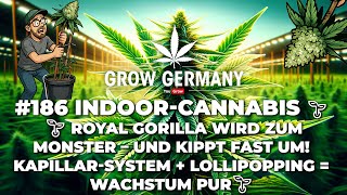 #186 Indoor Cannabis Royal Gorilla becomes a monster and almost tips over! Capillary System + Lol...