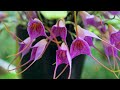 Orquídea Masdevallia glandulosa