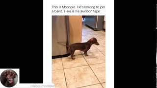 Funny mini dachshund has a secret talent