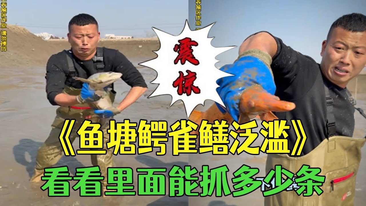 釣場魚塘鳄雀鳝泛濫，看看裏面能抓多少條 #小飛哥 #三農#護外#新農人計劃2026#鳄雀鳝