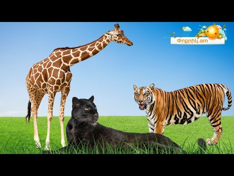 Video: Ո՞ւմ են ներկայացնում վայրի կենդանիները: