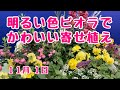 ビオラ華あられとアリッサムの寄せ植え　#プランツギャザリング