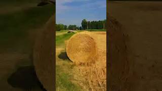 I found the needle in the haystack #loop #macro #zoom #infinite #art #transition #art #micro #shorts