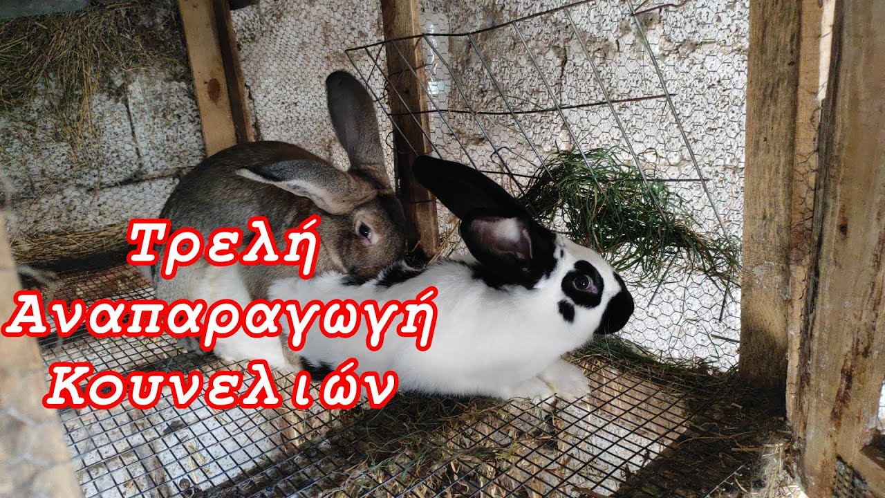 Τρελή Αναπαραγ κουνελιών | #rabbit #rabbits #farmajimcott #farma # ...
