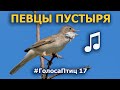 Поющий птичий пустырь и окрестности #ГолосаПтиц 17