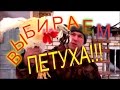 КАК ПРАВИЛЬНО ВЫБРАТЬ ПЕТУХА В КУРЯТНИК//МОЯ ЛЮБИМАЯ УСАДЬБА