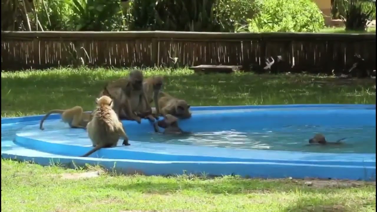 Macacos imitadores do Parque Nacional da Gorongosa