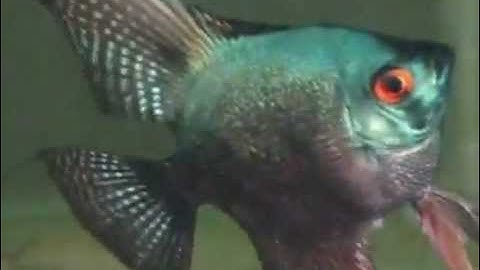 Pinoy Smokey Pearl AngelFish - Thiên Đường Cá Cảnh