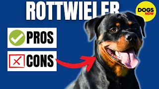 Pros and Cons of Rottweilers (Everything You Need To Know)